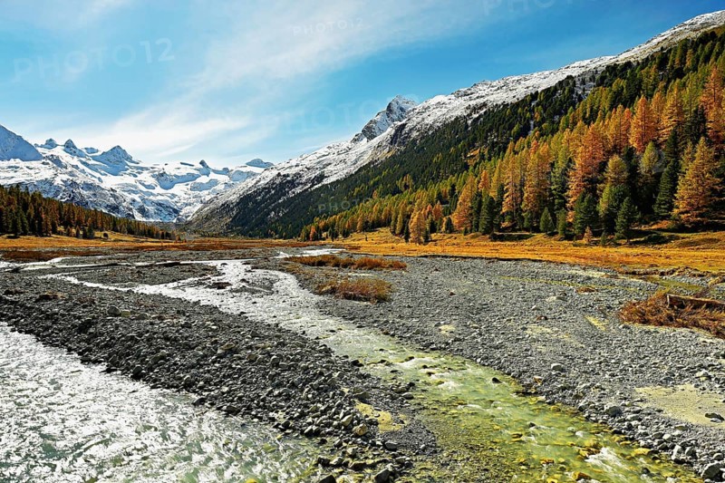 Autumn coloured larch forest (Larix), at the river Roseg, Val Roseg, Pontresina, Graubünden, Engadin, Switzerland, Europe