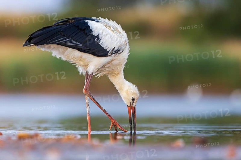White Stork (Ciconia ciconia), white stork in shallow water foraging, wading, fishing, UNESCO Biosphere Reserve Elbe River Landscape, Saxony-Anhalt, Germany, Europe