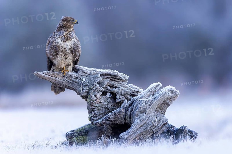 Common steppe buzzard (Buteo buteo) sitting on old root, light morph, lying in wait, bird of prey, foraging in snow, hunting mice, floodplain landscape, floodplain meadows, UNESCO Biosphere Reserve Elbe River Landscape, Saxony-Anhalt, Germany, Europe