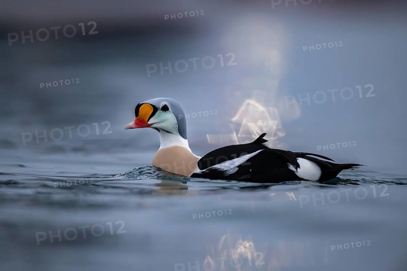 King eider (Somateria spectabilis), male, reflections of lights in the harbour, snowfall, Batsfjord, Batsfjord, Varanger Peninsula, Finnmark, Northern Norway, Norway, Europe