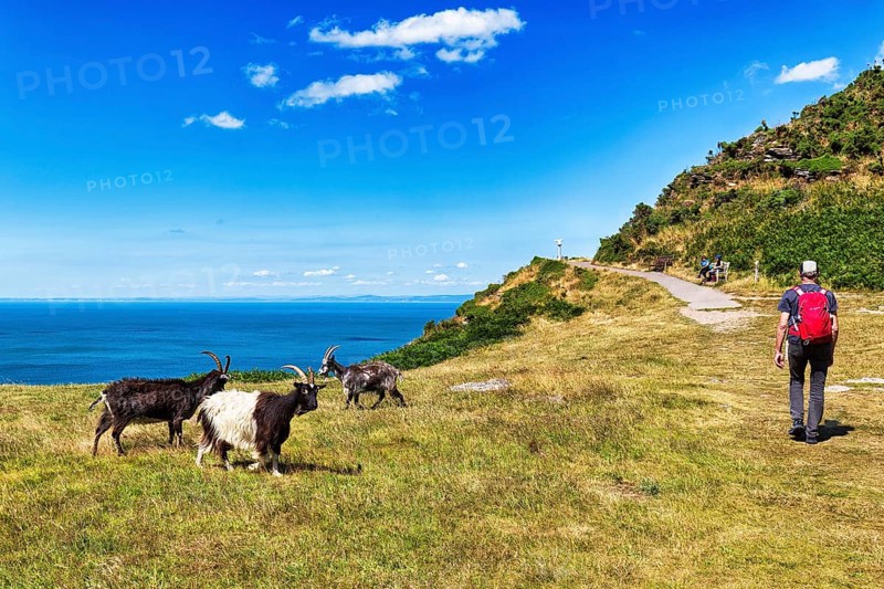 Goats on the South West Coast Path, coastal path, Valley of the Rocks, rocky coast in Exmoor National Park, Bristol Channel, near Lynton, Devon, England, United Kingdom, Europe