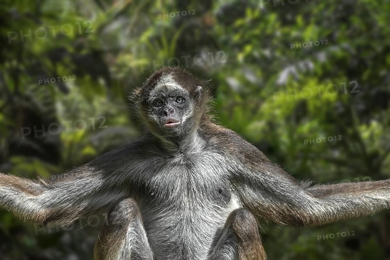 Brown spider monkey, variegated spider monkey (Ateles hybridus) in rain forest, native to Colombia and Venezuela