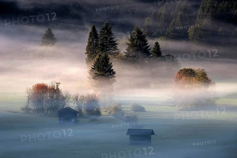 Morning atmosphere, fog between the trees, near Oberstdorf, OberallgÃ¤u, Bavaria, Germany, Europe