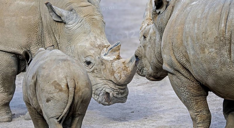 White rhinoceros (Ceratotherium simum), white rhino female defending baby calf while facing male