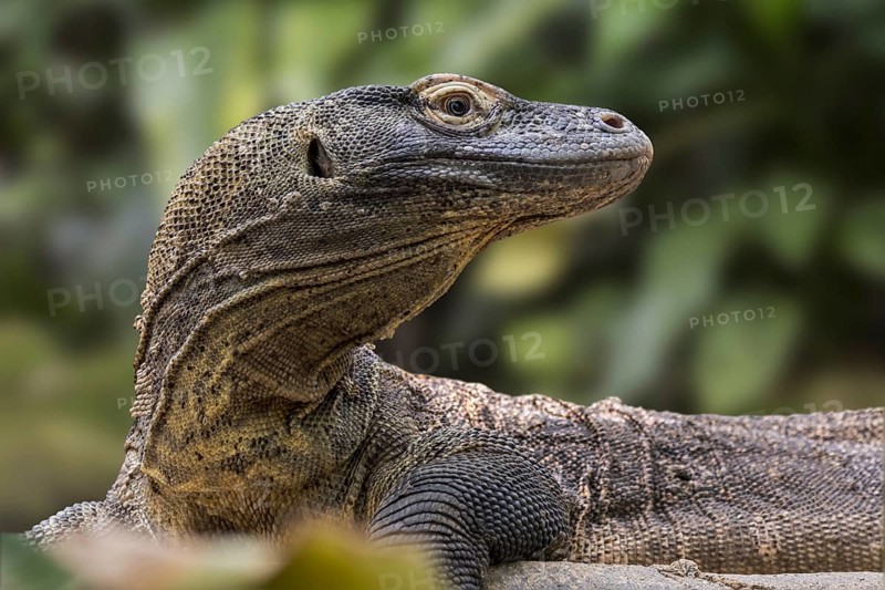 Komodo dragon, Komodo monitor (Varanus komodoensis) close-up, giant lizard native to the Indonesian islands Komodo, Rinca, Flores and Gili Motang