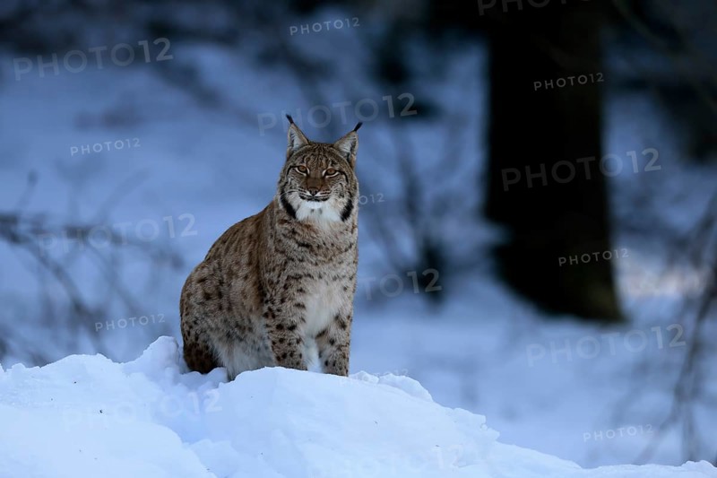 Carpathian lynx (Lynx lynx carpathicus), adult, in winter, in snow, alert, Bavarian Forest, Bavaria, Germany, Europe