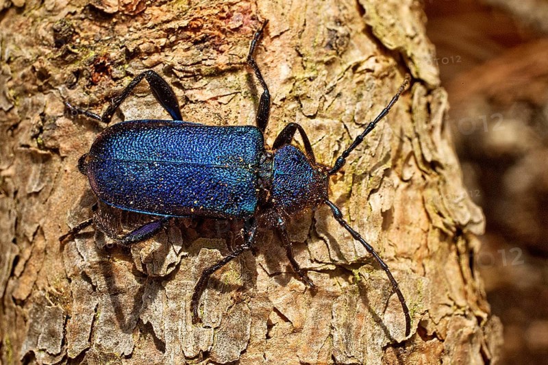 Blue-violet disc longhorn beetle (Callidium violaceum), also called violet longhorn beetle on tree bark, Witten, North Rhine-Westphalia, Germany, Europe