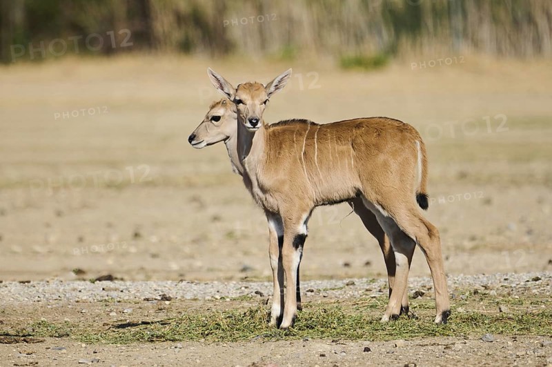 Common eland (Taurotragus oryx) youngsters standing in the dessert, captive, distribution Africa
