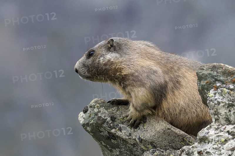 Alpine marmot (Marmota marmota) on the lookout on rock in the Alpine mountains, Hohe Tauern National Park, Carinthia, Austria, Europe