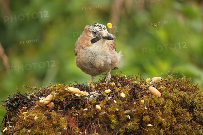 Eurasian jay (Garrulus glandarius) rummaging through summer food, AllgÃ¤u, Bavaria, Germany, Europe
