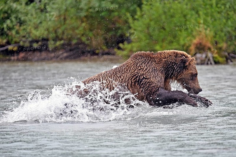Brown bear (Ursus arctos) hunting for salmon in the water, Lake Clark National Park, Alaska