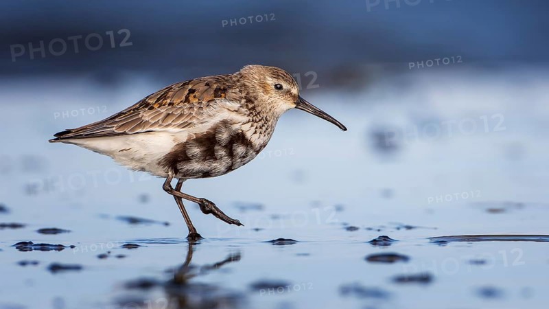 Dunlin (Calidris alpina) Transition from breeding dress to light dress, snipe bird, foraging on mudflats, shallow water zone, Baltic Sea coast, Fischland DarÃŸ-Zingst, Vorpommersche Boddenlandschaft National Park, Germany, Europe
