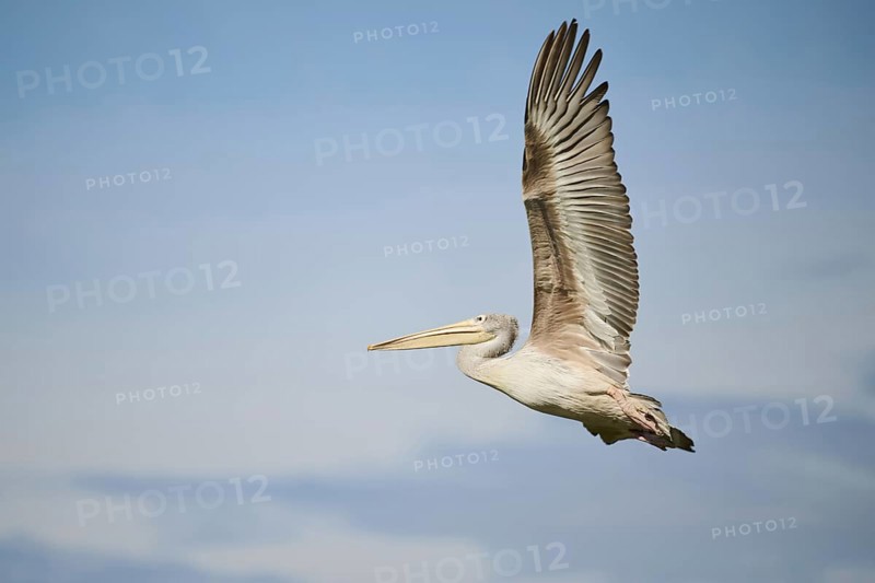 Great white pelican (Pelecanus onocrotalus) flying, France, Europe
