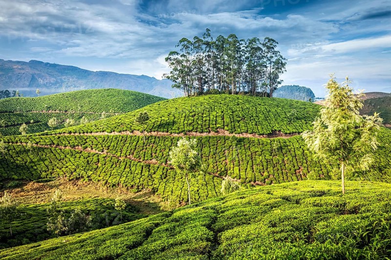 Kerala India travel background, green tea plantations in Munnar, Kerala, India, tourist attraction, Asia