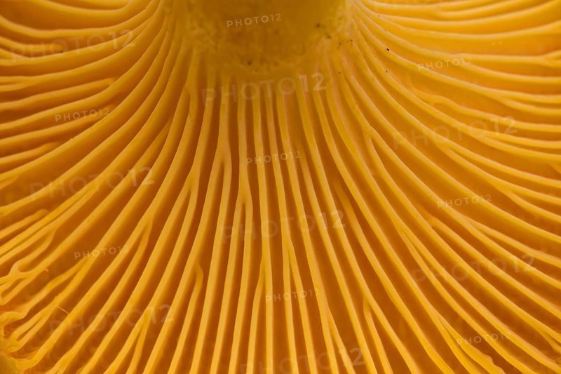 Chanterelle (Cantharellus cibarius), girolle underside showing gill-like ridges, rudimentary lamellar structures called false gills