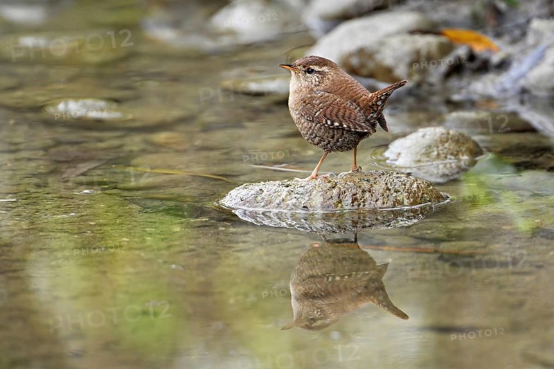 Eurasian wren (Troglodytes troglodytes), standing on a stone at the edge of a waterhole, Switzerland, Europe
