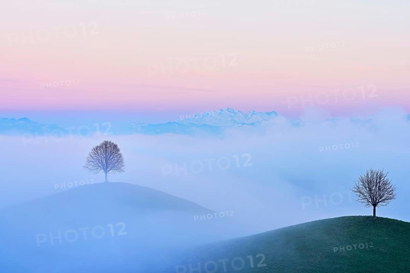 Linden trees (Tilia), in drumlin landscape in the fog, in the light at blue hour, Hirzel, Canton Zurich, Switzerland, Europe