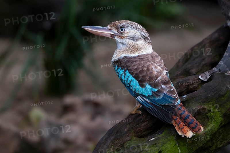 Blue-winged kookaburra (Dacelo leachii), Laughing Hans, Queensland, Australia, Oceania