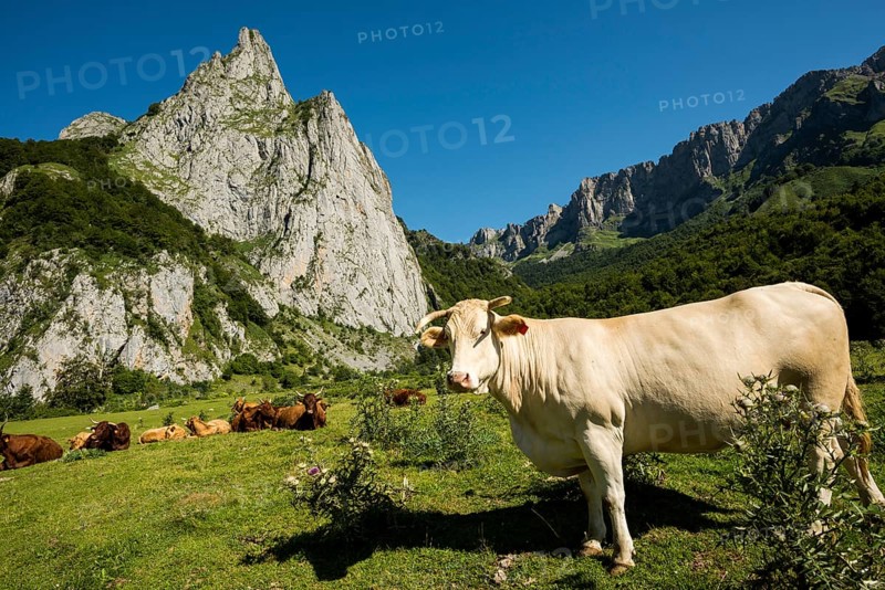 Mountain landscape and cows, Lescun, Département Pyrénées-Atlantiques, Region Nouvelle-Aquitaine, Pyrenees, France, Europe