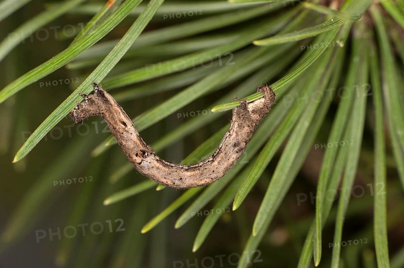 Caterpillar of the willow beauty (Peribatodes rhomboidaria), Valais, Switzerland, Europe