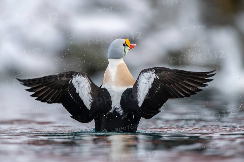King eider (Somateria spectabilis), male, Batsfjord, Batsfjord, Varanger Peninsula, Finnmark, Northern Norway, Norway, Europe