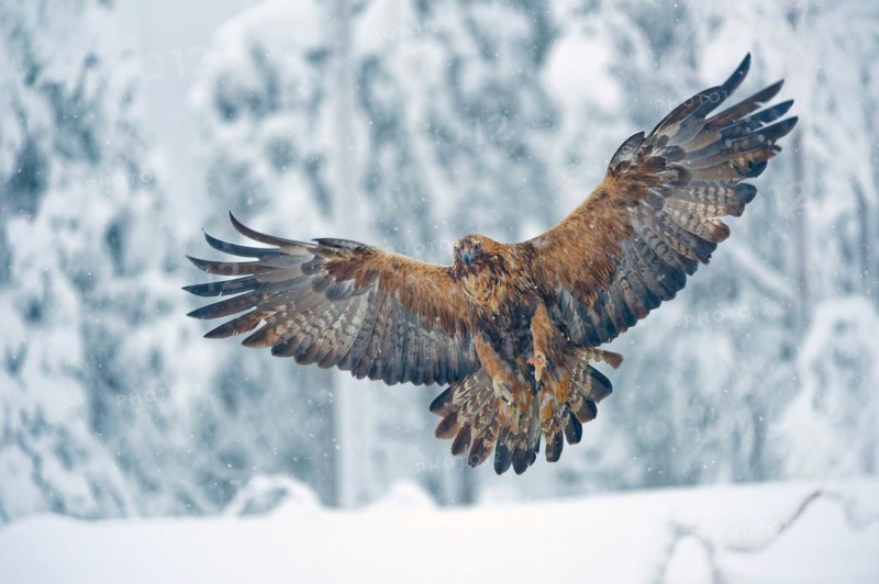 Golden eagle (Aquila chrysaetos) approaching, wings spread, legs outstretched, winter, snow-covered group of trees behind, northern Finland, Finland, Europe