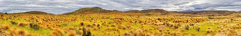 Red Tussock, Grassland, South Island, Otago, New Zealand, Oceania