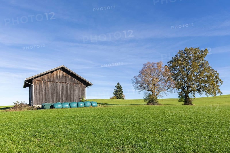 Hay hut, English oak (Quercus robur), summer lime (Tilia platyphyllos) in autumn in a meadow, hay bales, AllgÃ¤u, Bavaria, Germany, Europe