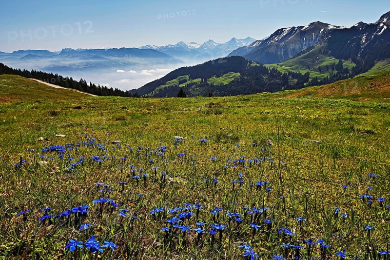 A field of flowering spring gentian (Gentiana verna), behind Schreckhorn, Eiger and Mönch, Canton Bern, Switzerland, Europe