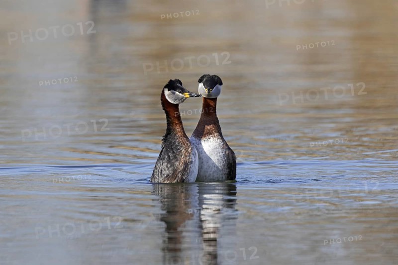 Red-necked grebe (Podiceps grisegena) (Podiceps griseigena) couple displaying during mating ritual in lake during the breeding season in spring