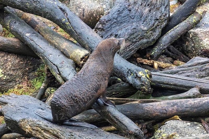 Pinnipeds (Pinnipedia), Colony, Cape Foulwind, New Zealand, Oceania