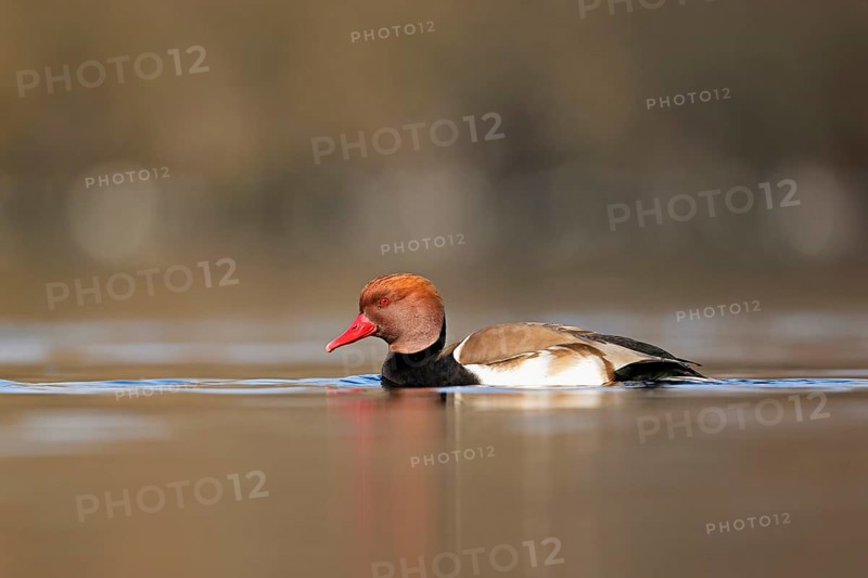 Red-crested pochard (Netta rufina), male swimming, Lake Zug, Switzerland, Europe