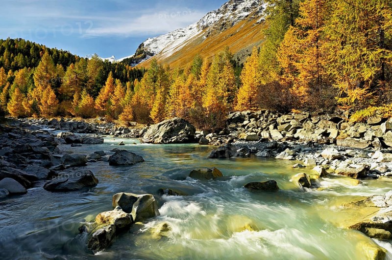 Autumn coloured larch forest (Larix), at the river Roseg, Val Roseg, Pontresina, Graubünden, Engadin, Switzerland, Europe