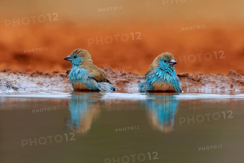 Angolan butterfly finch (Uraeginthus angolensis), blue-eared butterfly finch, adult, two birds, at the water, bathing, Kruger National Park, Kruger National Park, Krugerpark, South Africa, Africa