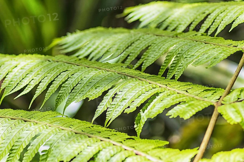 Bright green fern leaves in the jungle.Malaysia