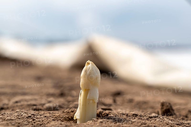 Asparagus harvest in the Rhineland, asparagus pickers at work in an asparagus field covered with plastic sheeting to allow the asparagus to grow better in the cold spring, Dormagen-Broich, North Rhine-Westphalia, Germany, Europe