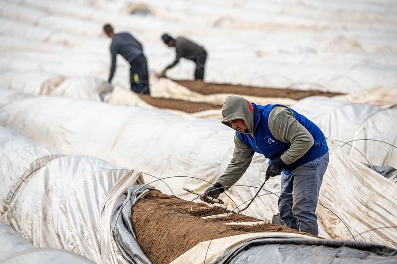 Asparagus harvest in the Rhineland, asparagus pickers at work in an asparagus field covered with plastic sheeting to allow the asparagus to grow better in the cold spring, Dormagen-Broich, North Rhine-Westphalia, Germany, Europe