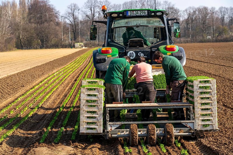 Agriculture, herb gardening, parsley is planted in rows in a field with a planting machine