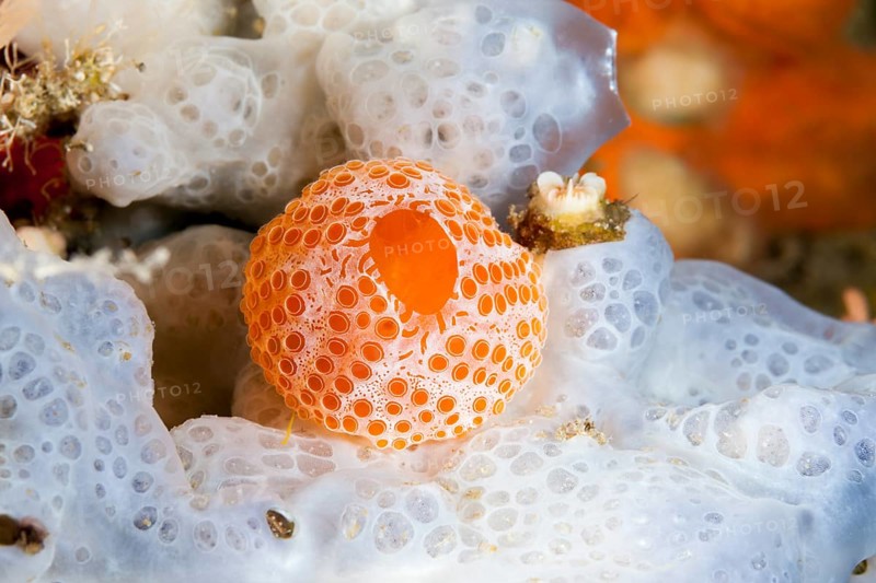 Sea squirt colony, Vis Island, Mediterranean Sea, Croatia, Europe