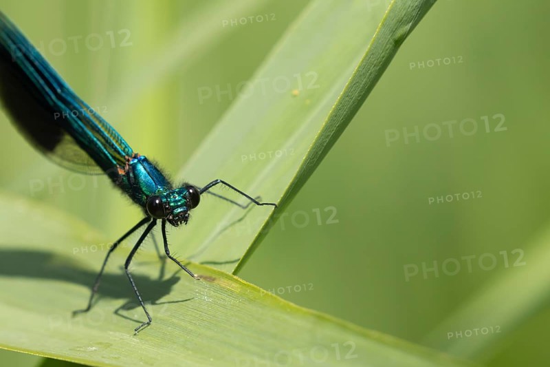 Banded demoiselle damselfly (Calopteryx splendens) adult male insect resting on a reed leaf in the summer, Suffolk, England, United Kingdom, Europe