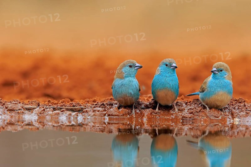 Blue-winged Oriole (Uraeginthus angolensis), Angola Butterfly Finch, adult, three birds, at the water, group, Kruger National Park, Kruger National Park, Krugerpark, South Africa, Africa