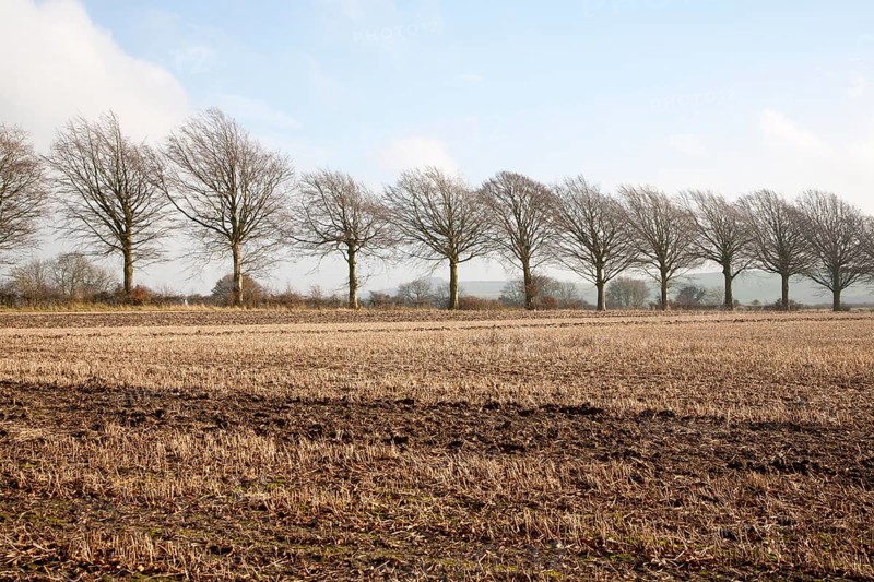 A line of leafless winter trees on field boundary, near Wroughton, Wiltshire, England, UK