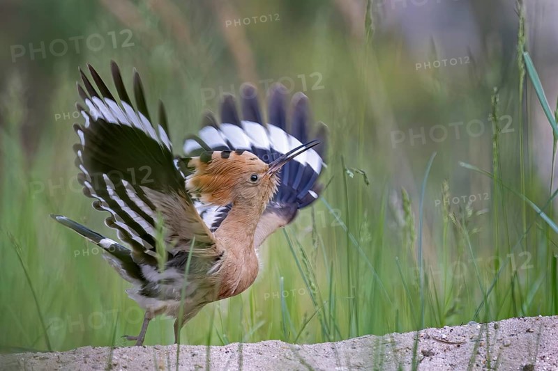 Hoopoe (Upupa epops) take-off from a sandy area, wings, wings spreading, adult bird, bird of the year 2022, erected bonnet, heathland, sand hill, sand bath, Middle Elbe Biosphere Reserve, Saxony-Anhalt, Germany, Europe