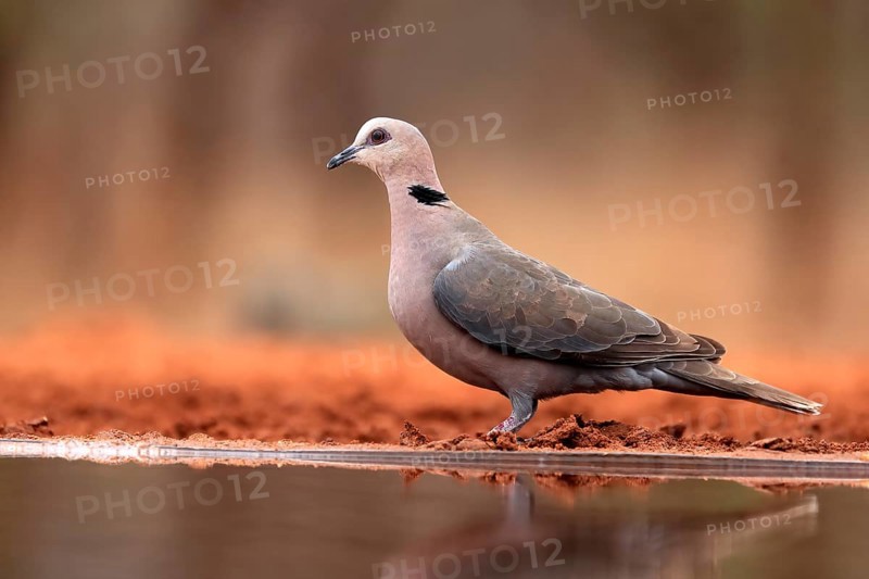 Red-eyed dove (Streptopelia semitorquata), Red-eyed Dove adult, at the water, Kruger National Park, Kruger National Park, Krugerpark, South Africa, Africa