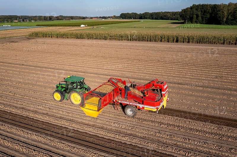 Potato harvesting, so-called split harvesting method, first the tubers are taken out of the ground with a row planter, then, after a short drying phase, collected with a bunker harvester and loaded, North Rhine-Westphalia, Germany, Europe
