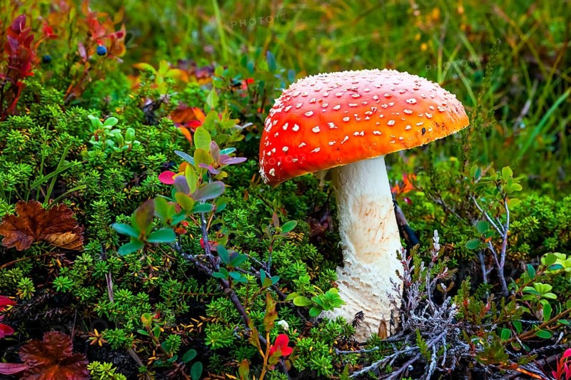 Fly agaric (Amanita muscaria), poisonous mushroom, Celle, Lower Saxony, Federal Republic of Germany