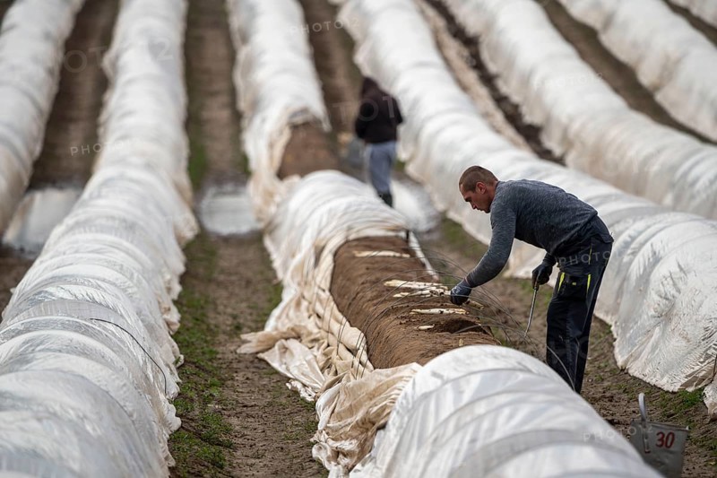 Asparagus harvest in the Rhineland, asparagus pickers at work in an asparagus field covered with plastic sheeting to allow the asparagus to grow better in the cold spring, Dormagen-Broich, North Rhine-Westphalia, Germany, Europe