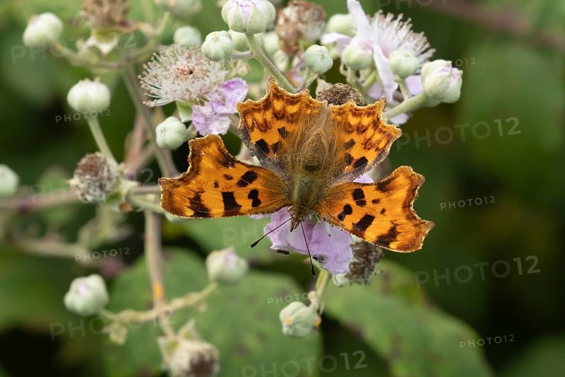 Comma butterfly (Polygonia c-album) adult insect feeding on Bramble flowers in a woodland, Suffolk, England, United Kingdom, Europe