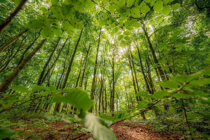 Beech forest at the Felsenmeer in Hemer, Sauerland, nature reserve, North Rhine-Westphalia, Germany, Europe