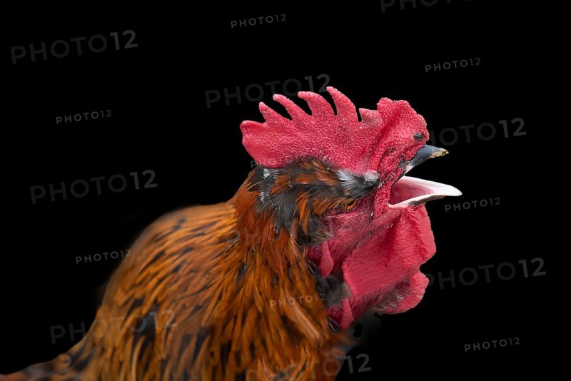 Crowing rooster (Gallus) on a black background, Bavaria, Germany, Europe